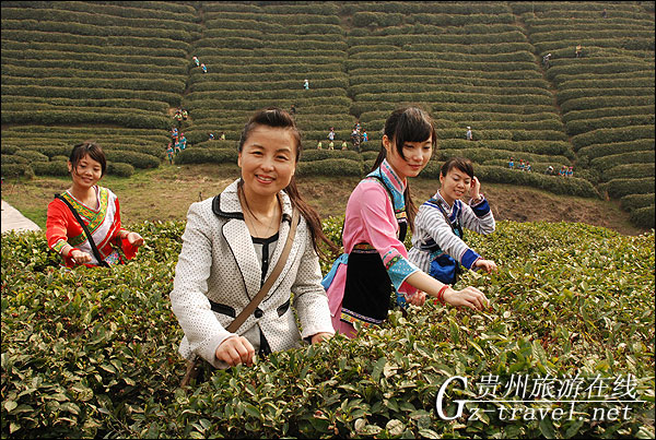 都匀毛尖春茶采茶现场