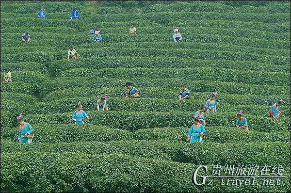 都匀毛尖春茶采茶现场